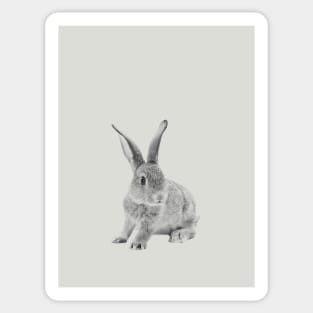 Rabbit 29 Sticker